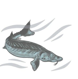 Illustration of lake sturgeon, from the book Saving Our sturgeon.